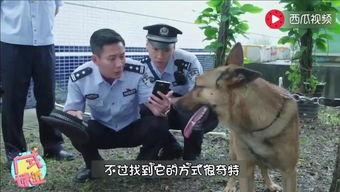 警犬成人弹弓视频教程,轻松掌握警犬成人弹弓技巧