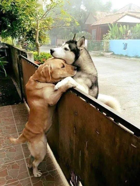 狗投胎成人故事视频播放