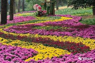 波多野菊久久精品国产,从默默无闻到行业翘楚的蜕变之路