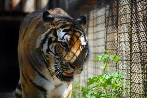 四虎视频国产精品,国产精品影视盛宴