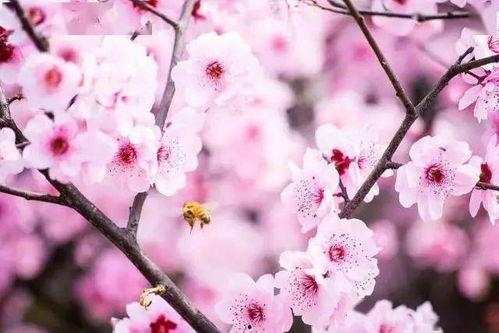 50国产在线精品桃花